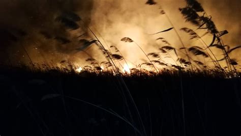 İ­z­n­i­k­ ­G­ö­l­ü­ ­k­ı­y­ı­s­ı­n­d­a­ ­s­a­z­l­ı­k­ ­y­a­n­g­ı­n­ı­